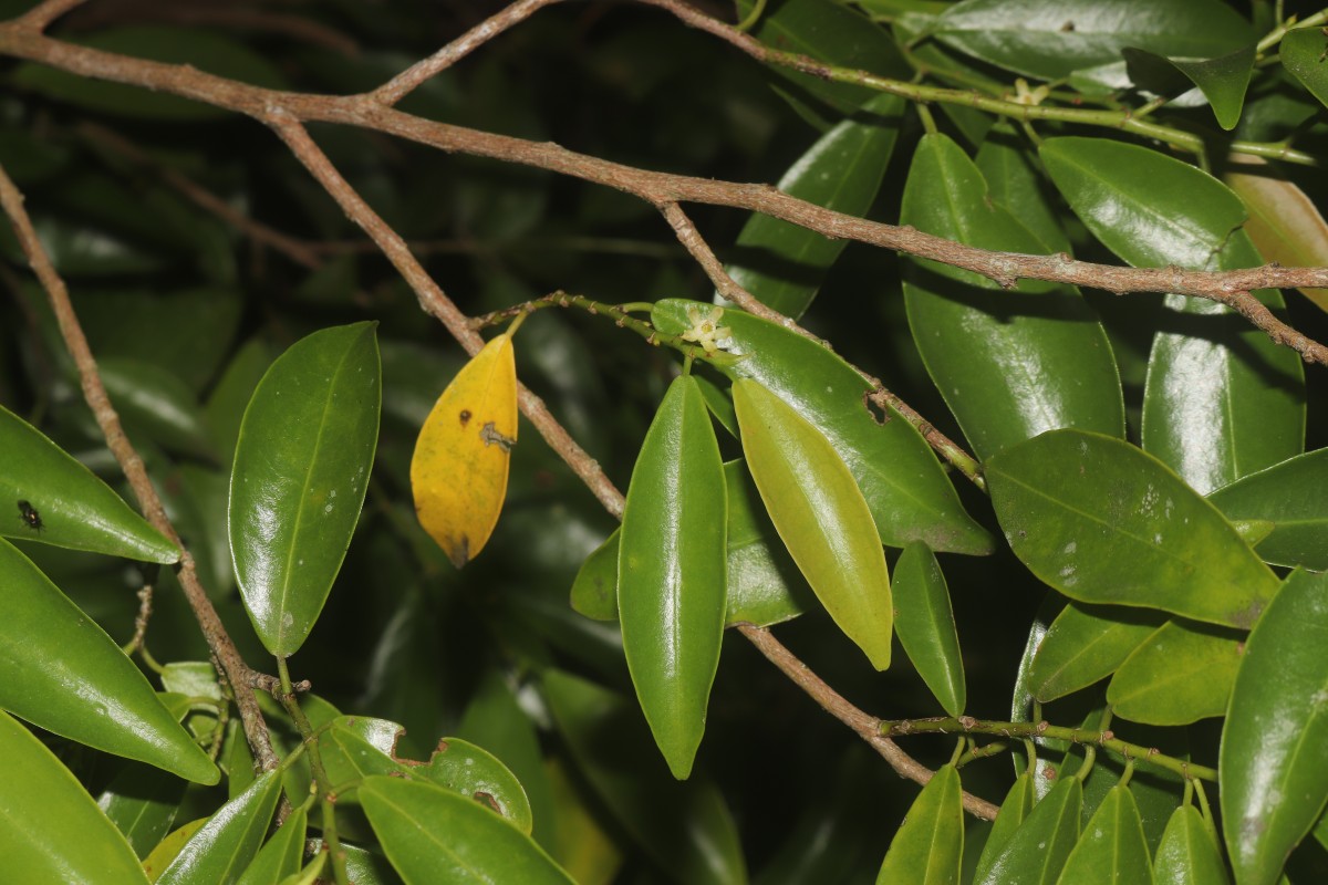 Erythroxylum zeylanicum O.E.Schulz